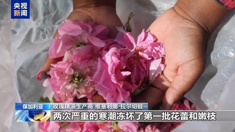 保加利亞玫瑰劫1