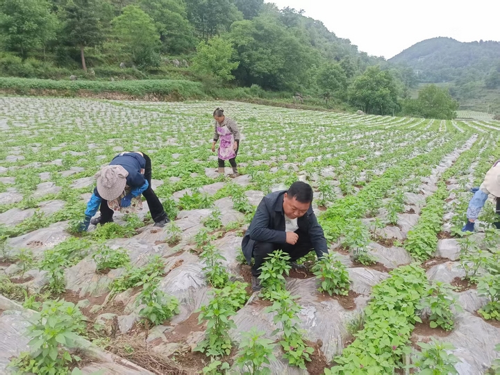 貴州省畢節市赫章縣將辣椒產業作為農民增收抓手2