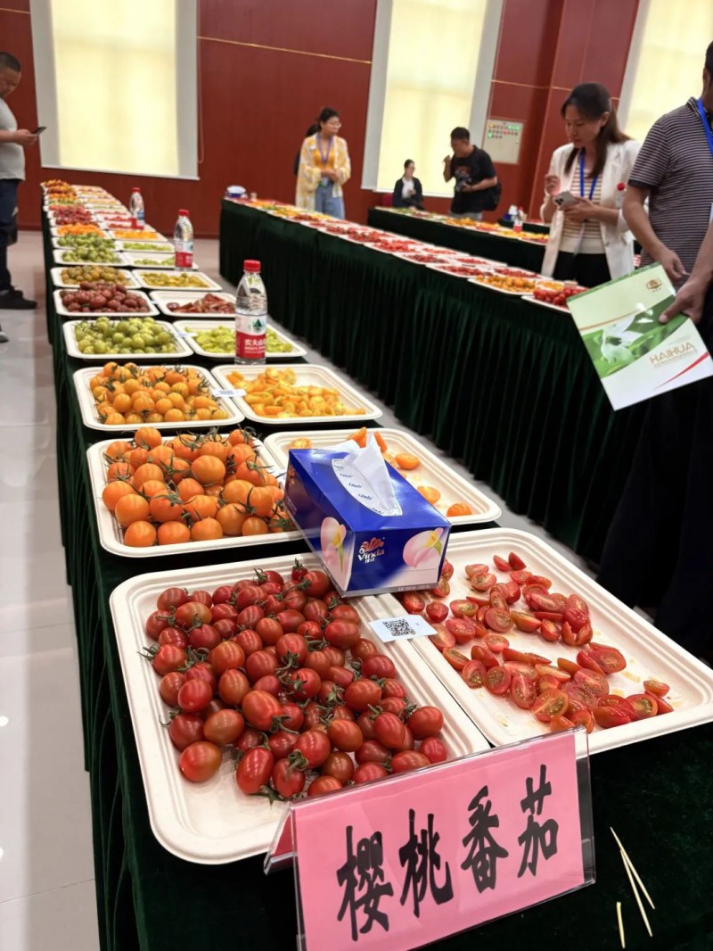 2025京津冀番茄擂臺賽2