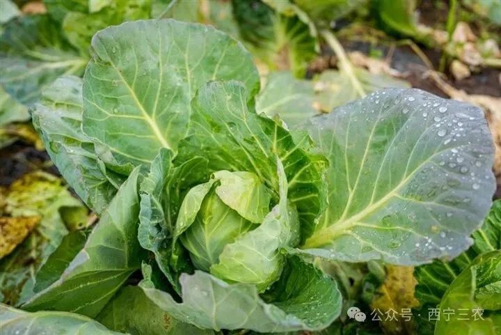 湟中冷涼蔬菜2