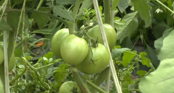 長白縣馬鹿溝鎮大梨樹村的蔬菜大棚3