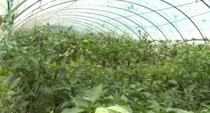 長白縣馬鹿溝鎮大梨樹村的蔬菜大棚1