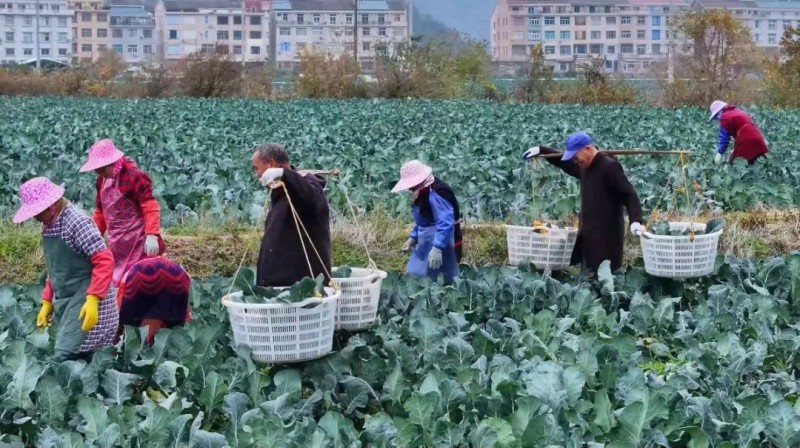 追著緯度種“花”1